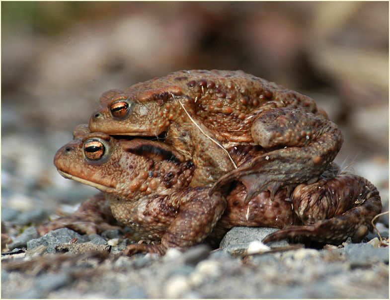 Das Weibchen trägt das Männchen zum Laichgewässer