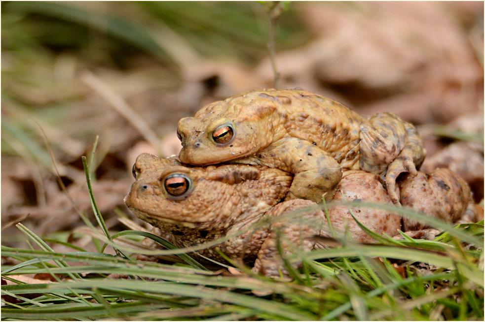Erdkröte