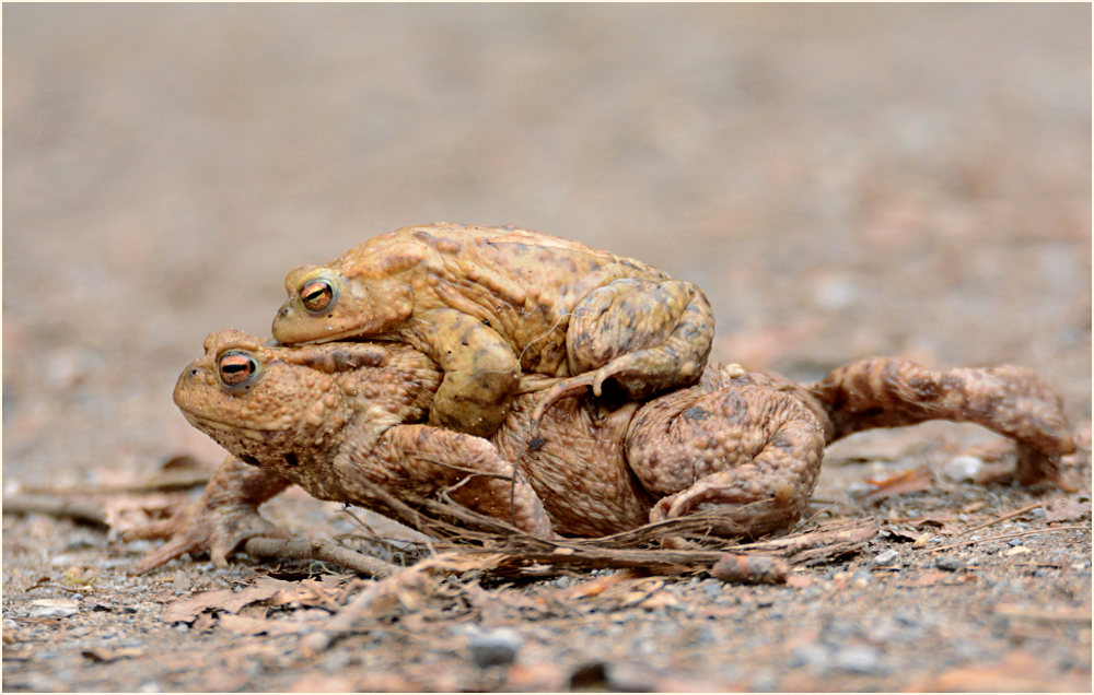 Erdkröte