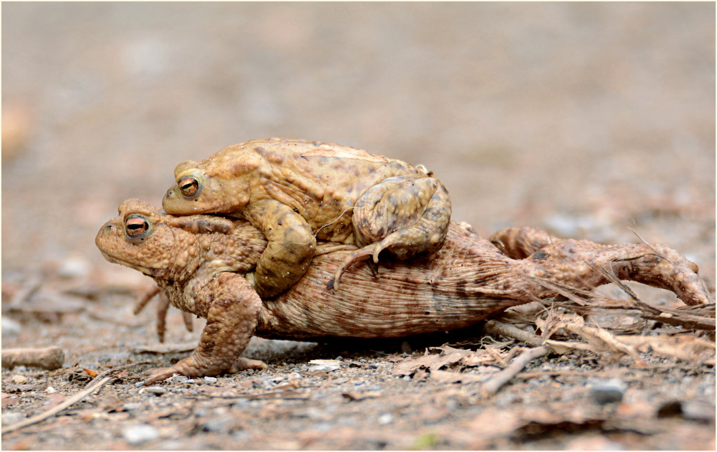 Erdkröte