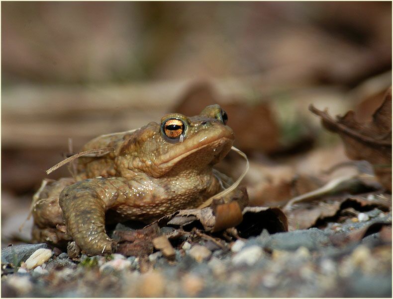 Erdkröte
