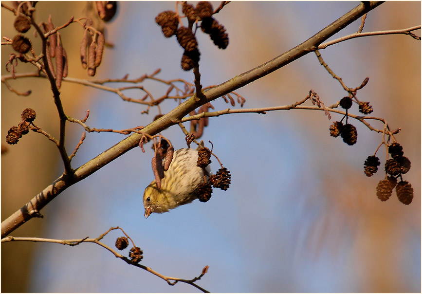 Erlenzeisig, Erle (Alnus)