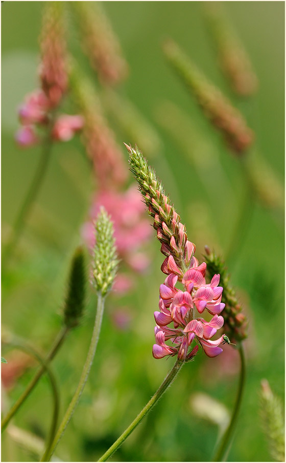 Esparsette (Onobrychis viciaefolia)