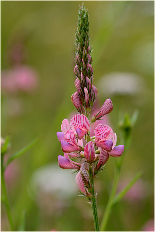 Esparsette (Onobrychis viciaefolia)