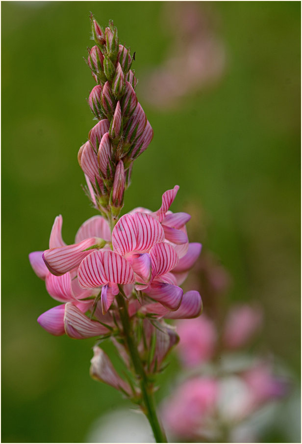 Esparsette (Onobrychis viciaefolia)