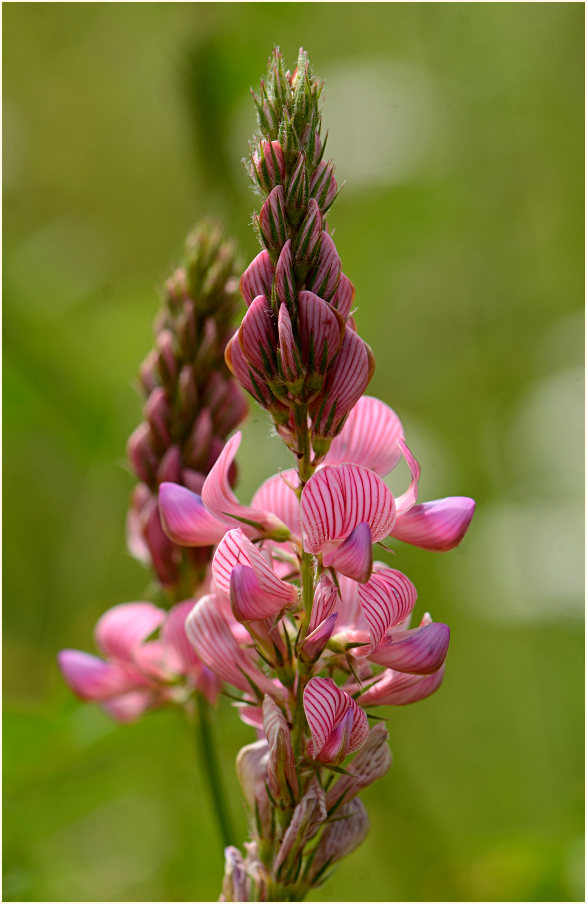 Esparsette (Onobrychis viciaefolia)