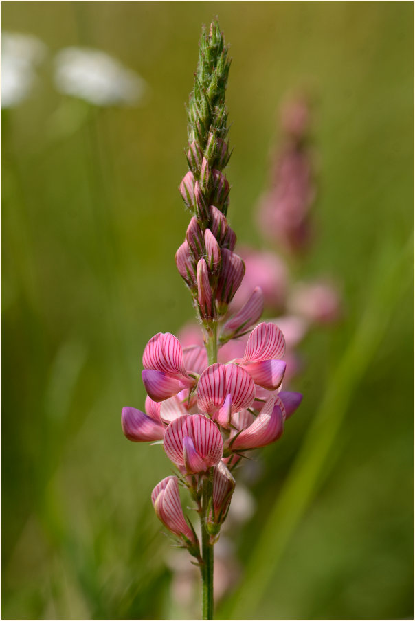 Esparsette (Onobrychis viciaefolia)