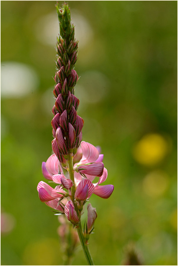 Esparsette (Onobrychis viciaefolia)