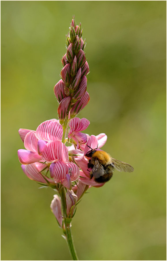 Esparsette (Onobrychis viciaefolia)