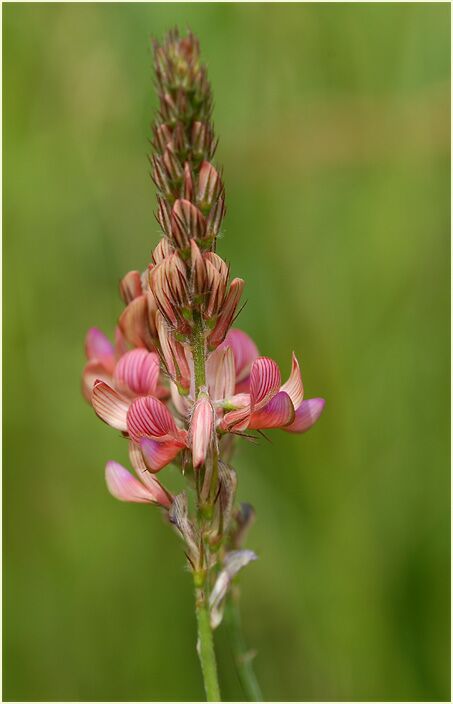 Esparsette (Onobrychis viciaefolia)