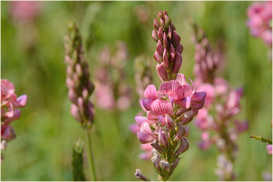 Esparsette (Onobrychis viciaefolia)