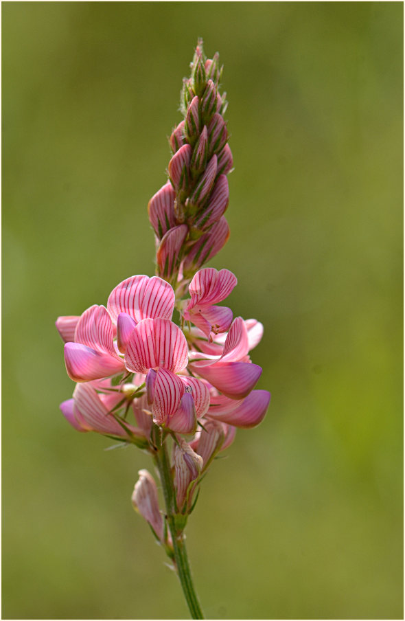 Esparsette (Onobrychis viciaefolia)