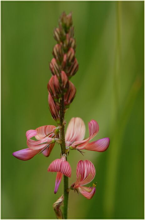 Esparsette (Onobrychis viciaefolia)