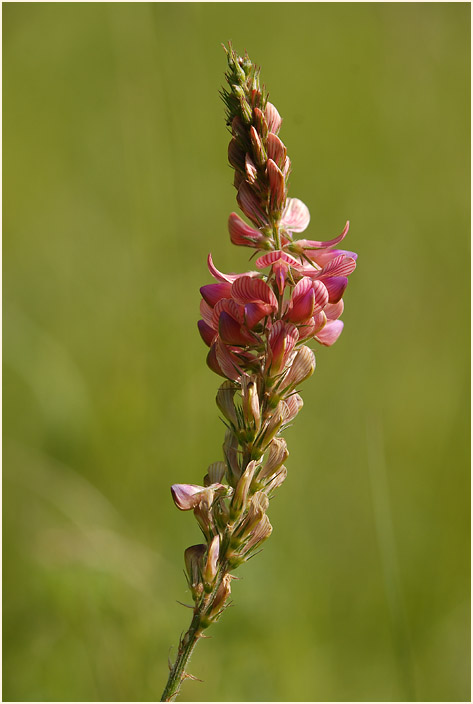 Esparsette (Onobrychis viciaefolia)