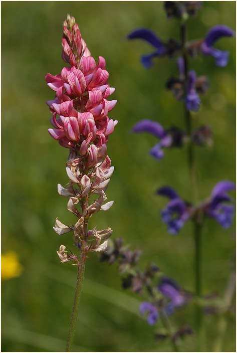 Esparsette (Onobrychis viciaefolia)