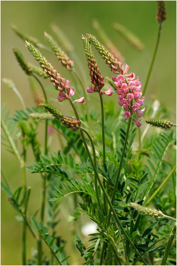 Esparsette (Onobrychis viciaefolia)