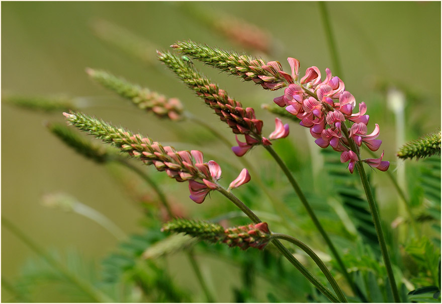 Esparsette (Onobrychis viciaefolia)