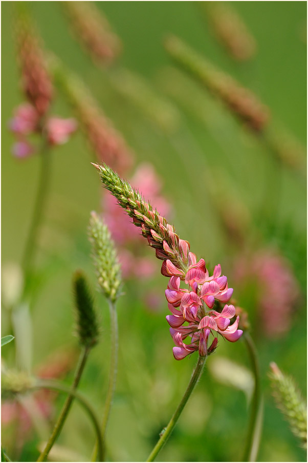 Esparsette (Onobrychis viciaefolia)