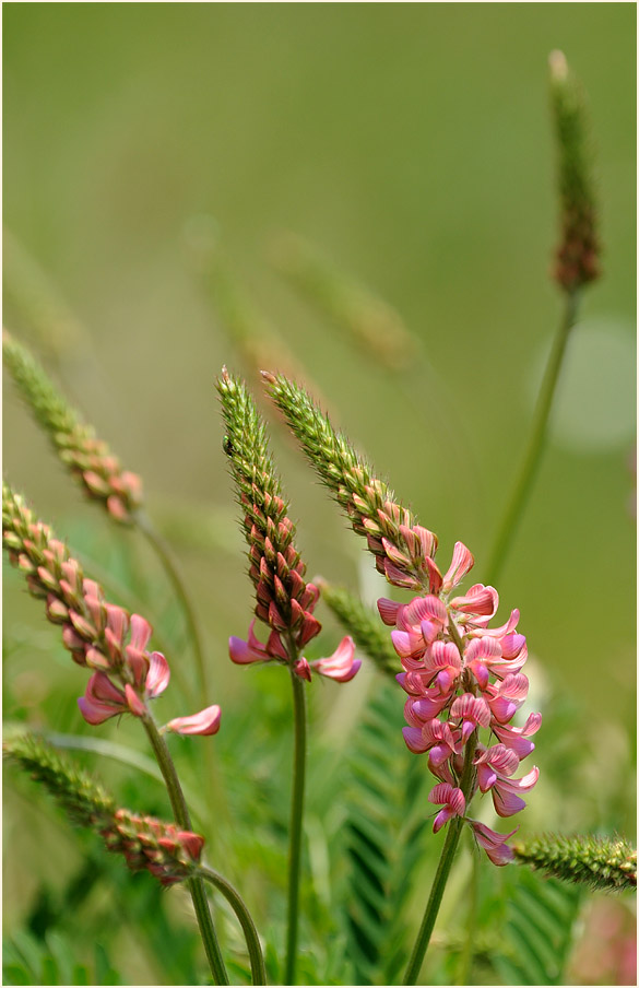 Esparsette (Onobrychis viciaefolia)