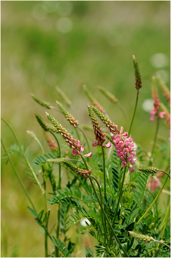 Esparsette (Onobrychis viciaefolia)