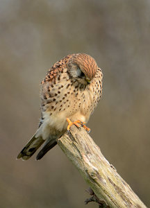 vergr&ouml;&szlig;ern