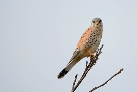 vergr&ouml;&szlig;ern