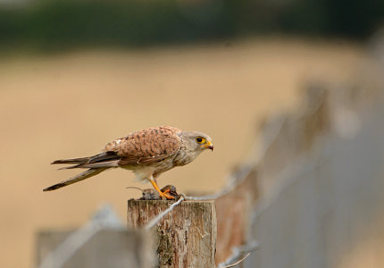 vergr&ouml;&szlig;ern