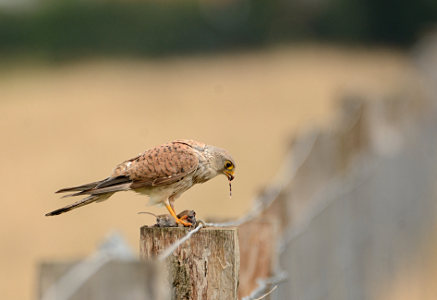 vergr&ouml;&szlig;ern