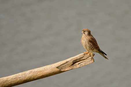 vergr&ouml;&szlig;ern