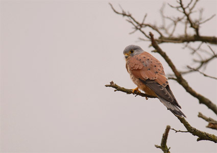 vergr&ouml;&szlig;ern