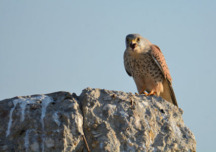 vergr&ouml;&szlig;ern