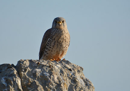 vergr&ouml;&szlig;ern