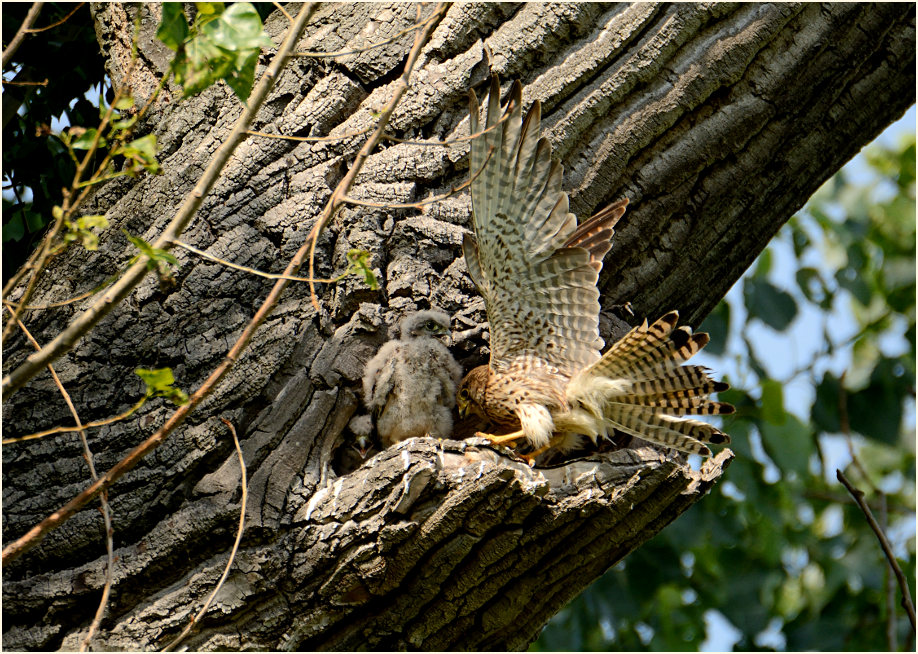 Turmfalkenbrut in Baumh&ouml;hle