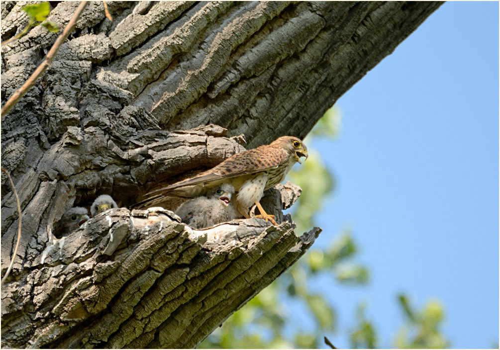 Turmfalkenbrut in Baumh&ouml;hle