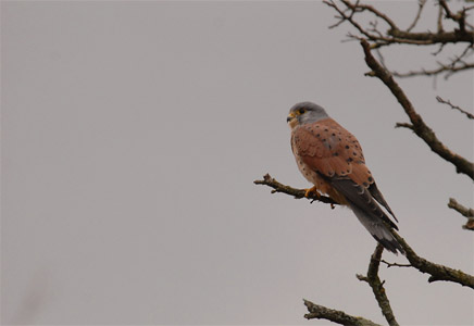 vergr&ouml;&szlig;ern