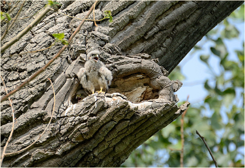 Turmfalkenbrut in Baumh&ouml;hle