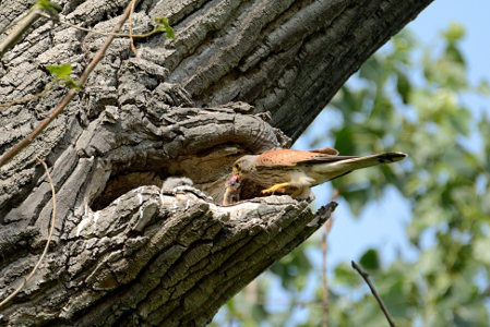 vergr&ouml;&szlig;ern