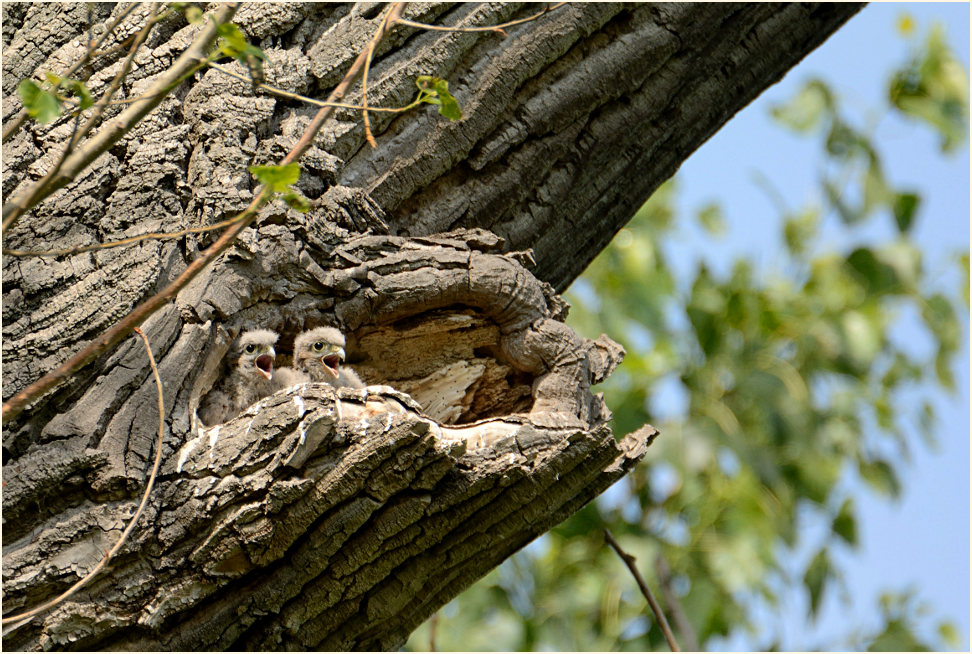Turmfalkenbrut in Baumh&ouml;hle