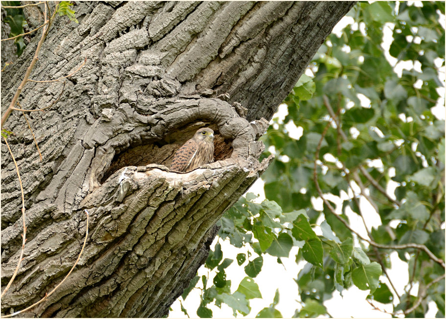 Turmfalkenbrut in Baumh&ouml;hle