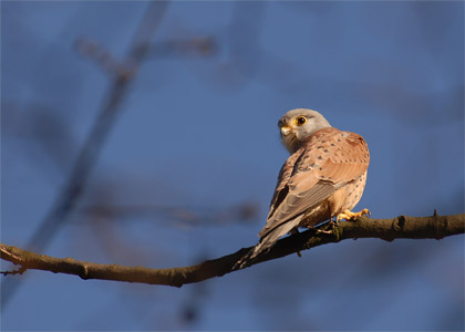 vergr&ouml;&szlig;ern