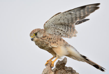 vergr&ouml;&szlig;ern