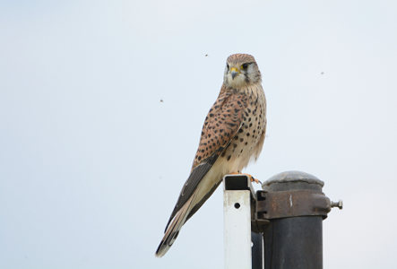 vergr&ouml;&szlig;ern