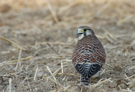 vergr&ouml;&szlig;ern