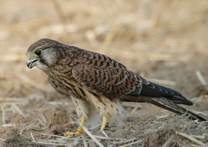 vergr&ouml;&szlig;ern