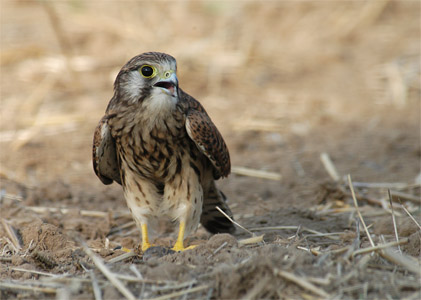 vergr&ouml;&szlig;ern