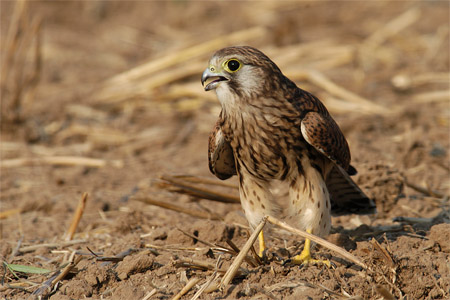 vergr&ouml;&szlig;ern