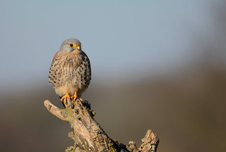 vergr&ouml;&szlig;ern