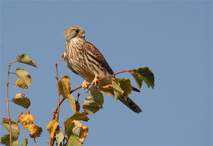 vergr&ouml;&szlig;ern