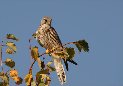 vergr&ouml;&szlig;ern