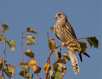 vergr&ouml;&szlig;ern